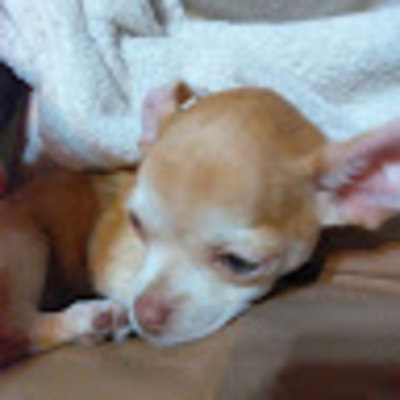 Meet your Posher, Patience - Picture 1 of 1